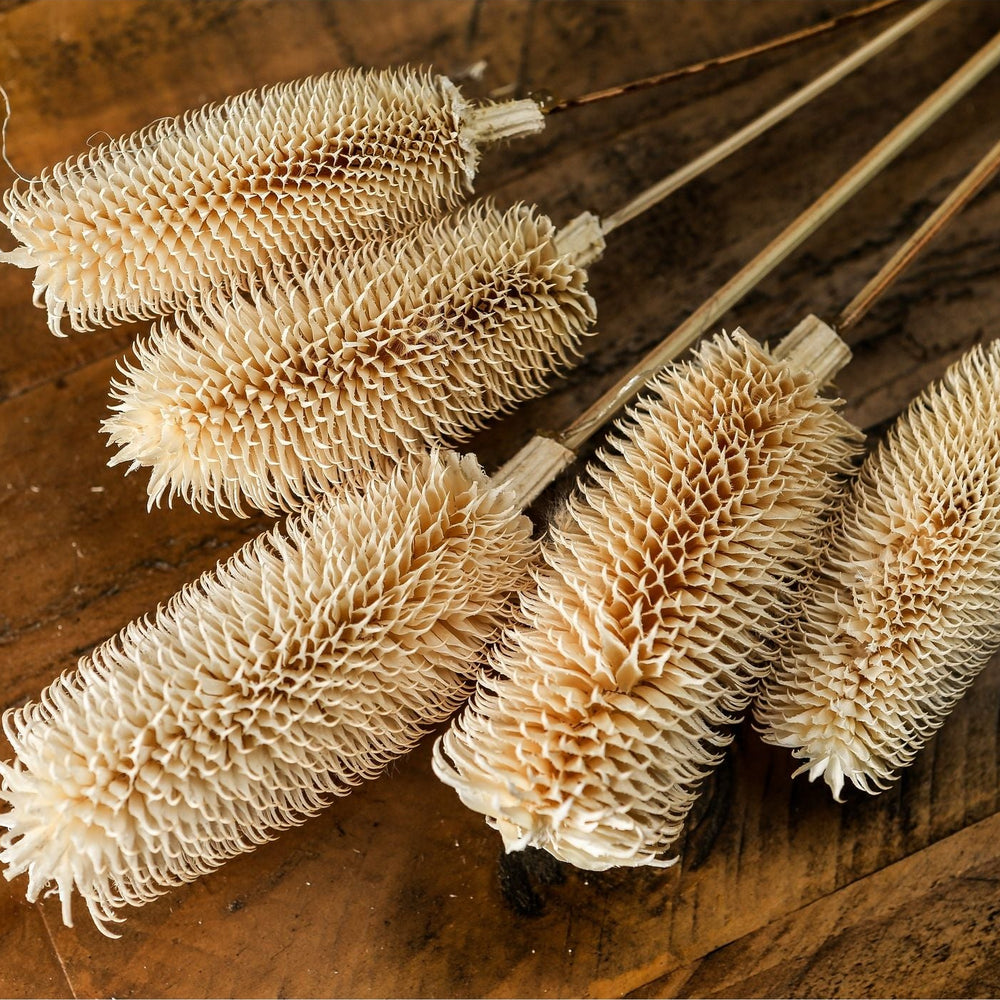 Bouquet of Tall Dried Thistle
